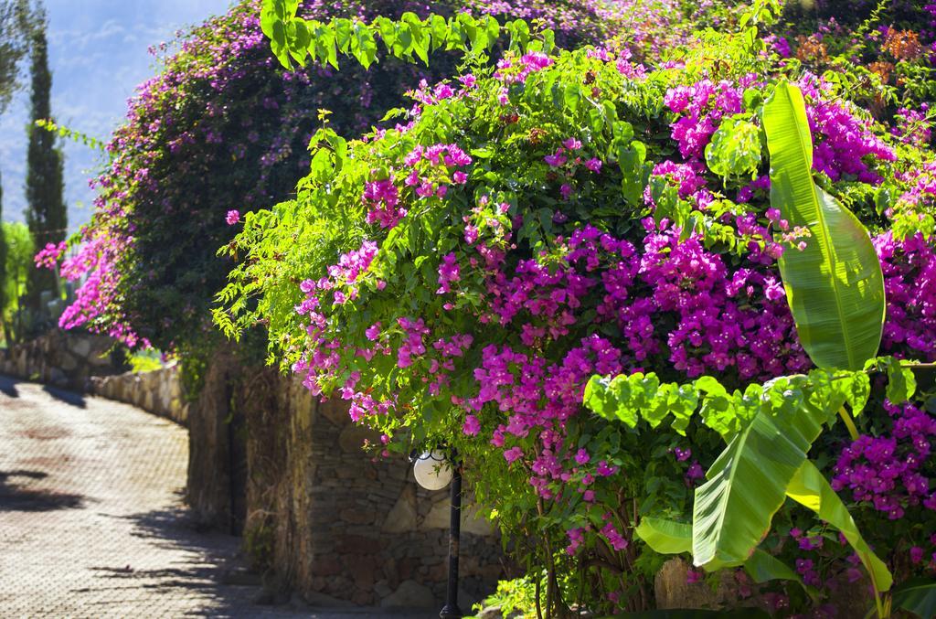 Paradise Garden Hotel