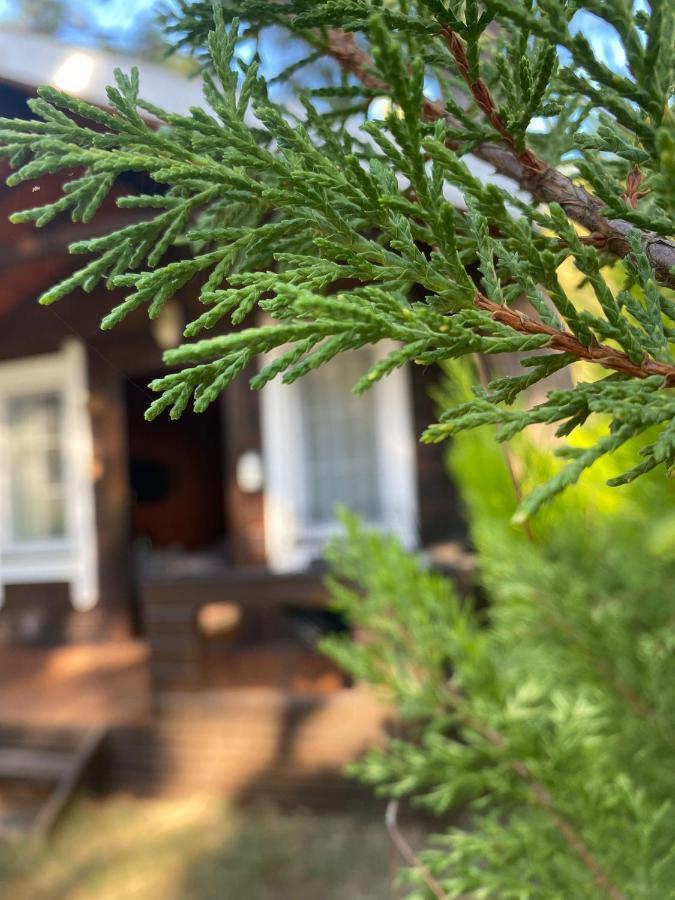 Otel Pine & Luxury Concept