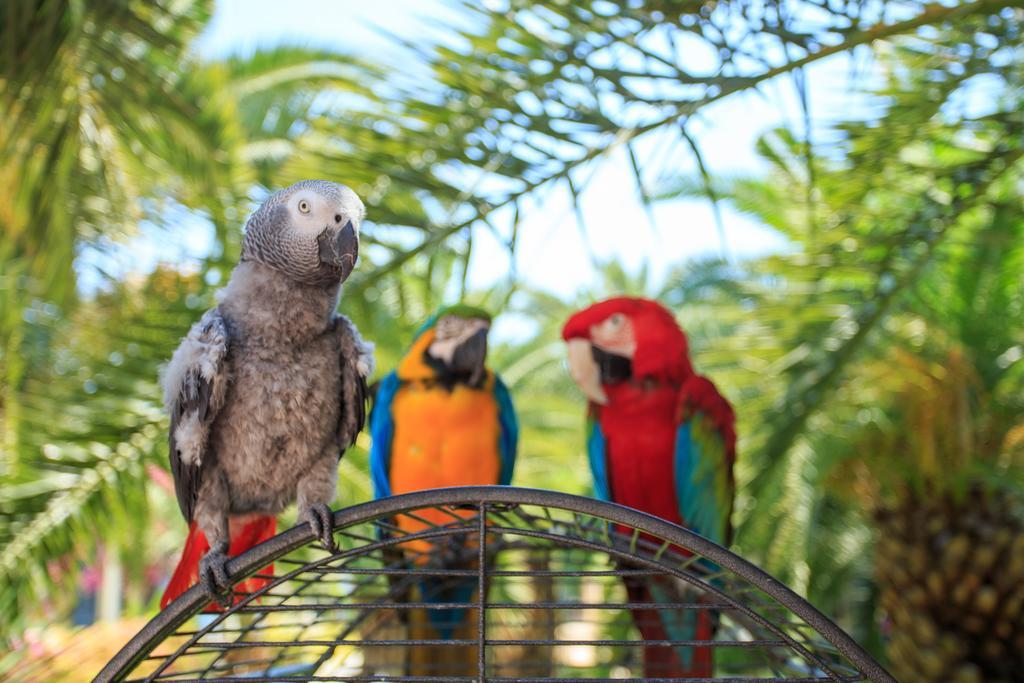 Hotel Flamingo & - Pet Friendly