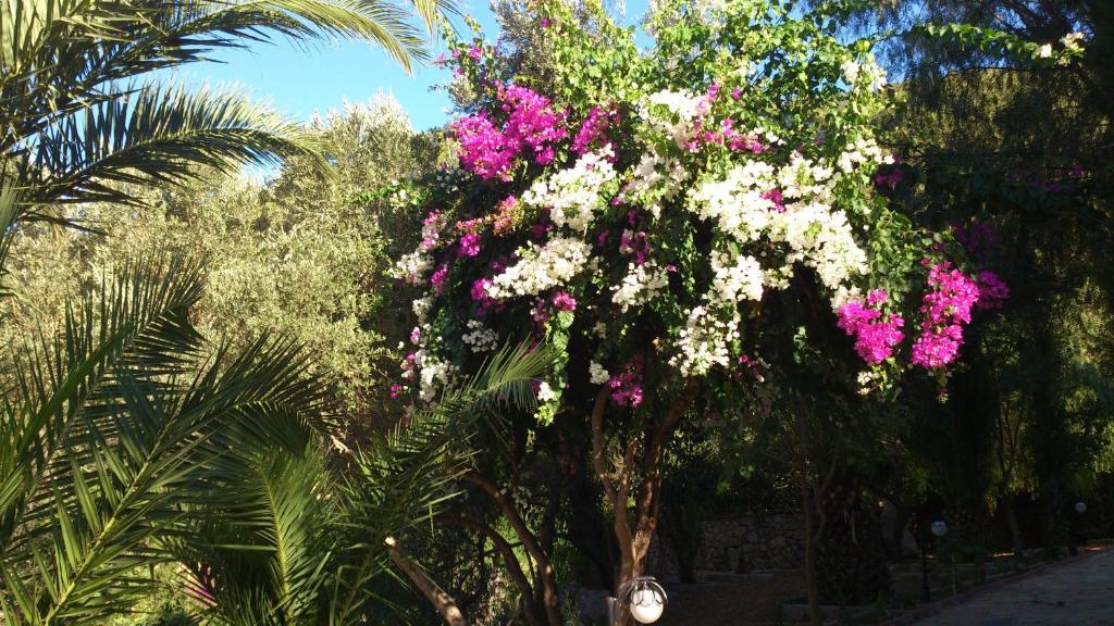 Hotel Paradise Garden 3*