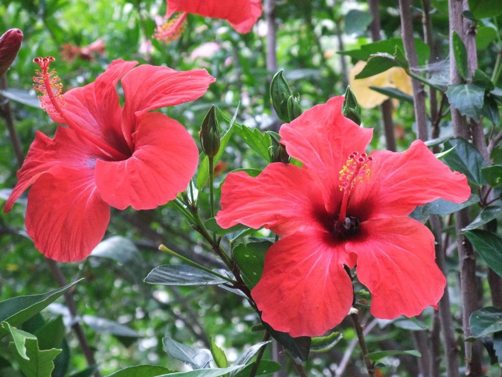 Paradise Garden Otel